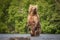 TheÂ KamchatkaÂ brownÂ bear, Ursus arctos